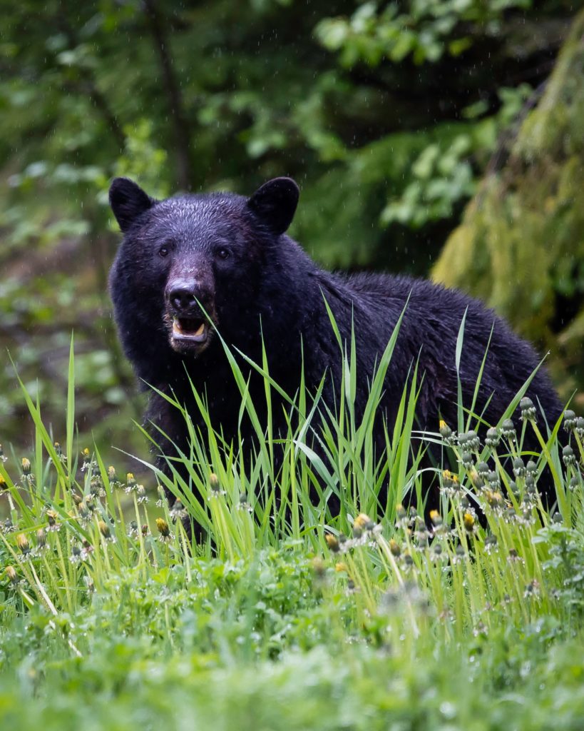 black bears on the appalachian trail