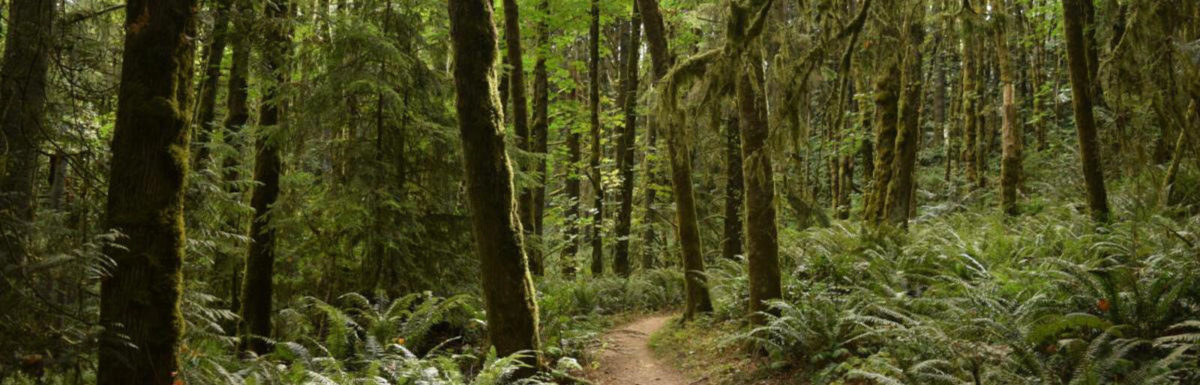 10 Best Hikes Near Portland, Oregon Banner
