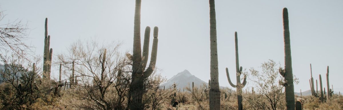 15 Best Hikes Near Scottsdale, Arizona